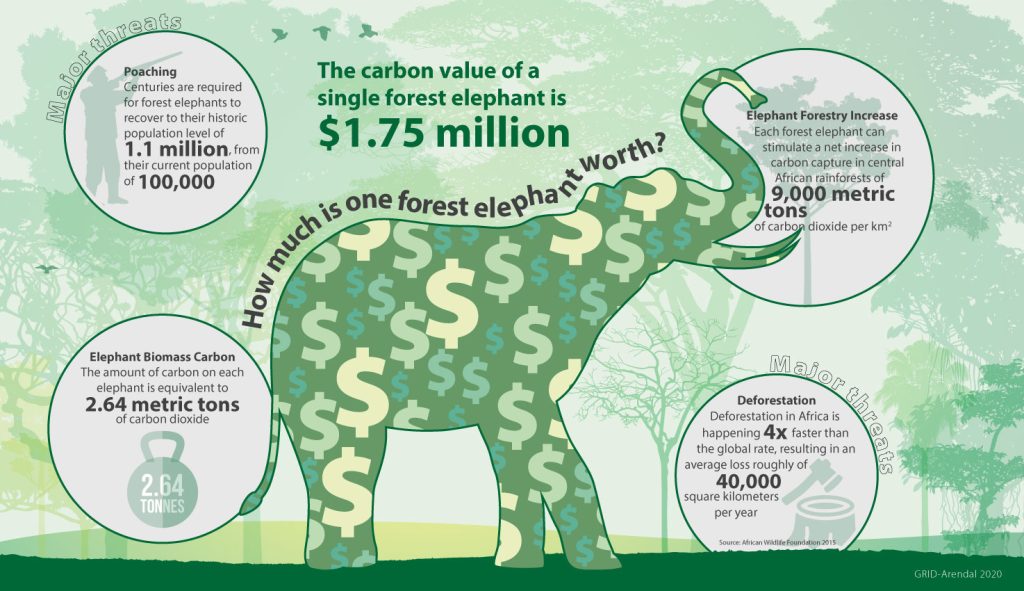 Picture of how elephant trap carbon